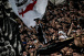 Confira quanto a torcida do Corinthians j gastou em ingressos nos jogos como visitante em 2023